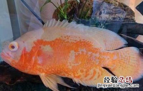 地图鱼水温多少合适 地图鱼水温度多少