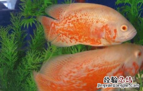 地图鱼水温多少合适 地图鱼水温度多少