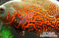 地图鱼体长 地图鱼到底能长多大