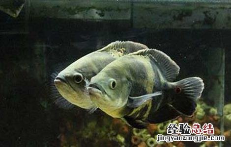 地图鱼体长 地图鱼到底能长多大