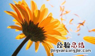 向日葵花语 科普小知识送给你