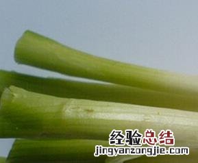 葱白的营养价值与功效作用 葱白的营养价值与功效