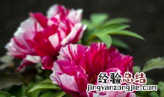 牡丹怎么形容 雨后的牡丹怎么形容
