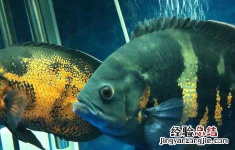 地图鱼不吃食物是什么原因? 地图鱼不吃食怎么办