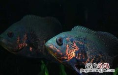 地图鱼不吃食物是什么原因? 地图鱼不吃食怎么办