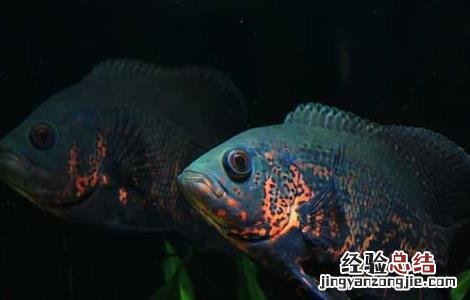 地图鱼不吃食物是什么原因? 地图鱼不吃食怎么办