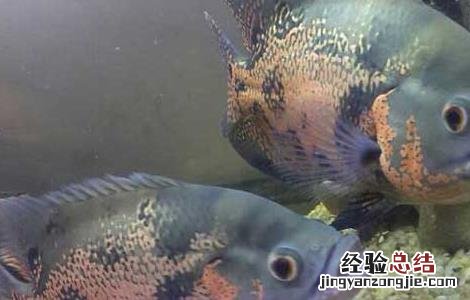 地图鱼不吃食物是什么原因? 地图鱼不吃食怎么办