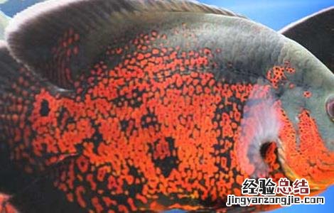 地图鱼不吃食物是什么原因? 地图鱼不吃食怎么办
