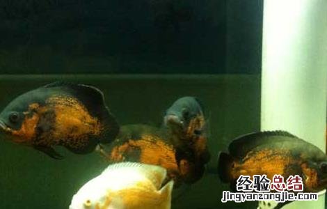 地图鱼不吃食物是什么原因? 地图鱼不吃食怎么办