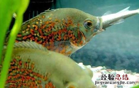 地图鱼怎么分公母 地图鱼怎么分公母图片