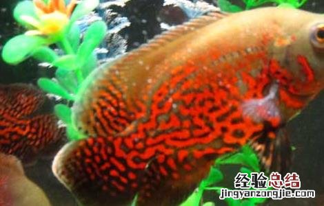 地图鱼怎么分公母 地图鱼怎么分公母图片