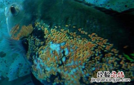 地图鱼怎么分公母 地图鱼怎么分公母图片