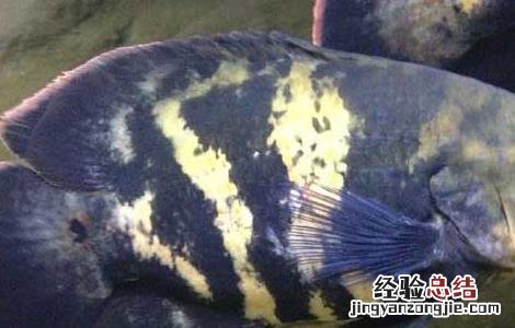 地图鱼怎么分公母 地图鱼怎么分公母图片