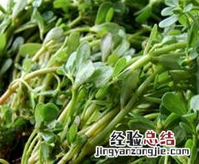 马齿苋的功效作用与食用方法图片 马齿苋的功效作用与食用方法