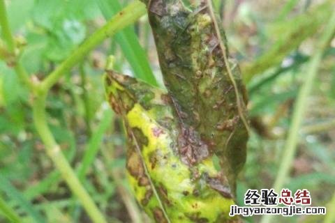 豆角病虫害防治 豆角病虫害图片和解决方案