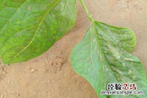 豆角病虫害防治 豆角病虫害图片和解决方案