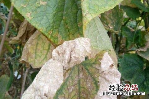 豆角病虫害防治 豆角病虫害图片和解决方案