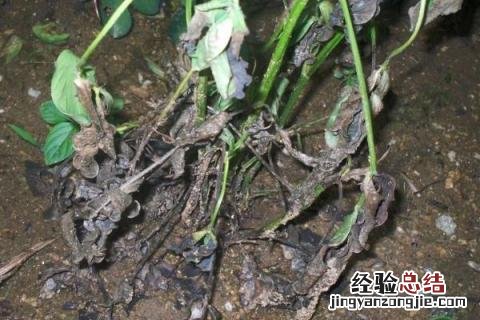 豆角病虫害防治 豆角病虫害图片和解决方案