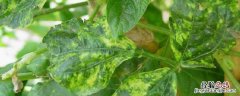 豆角病虫害防治 豆角病虫害图片和解决方案