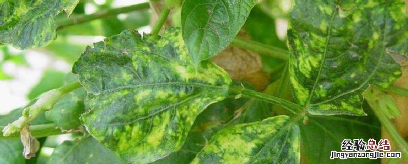 豆角病虫害防治 豆角病虫害图片和解决方案