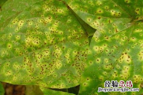 豆角病虫害防治 豆角病虫害图片和解决方案
