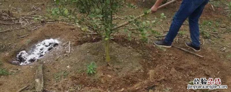 农作物使用什么肥过多易倒伏，水溶性肥可以用在什么农作物上