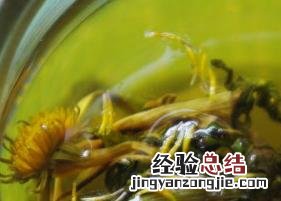 蒲公英茶的功效与作用 蒲公英茶的功效与作用能治疗高血压
