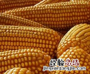 玉米受潮能致癌吗 玉米受潮后产生致癌的物质是
