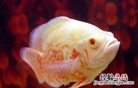 地图鱼怎么养 地图鱼怎么养最佳