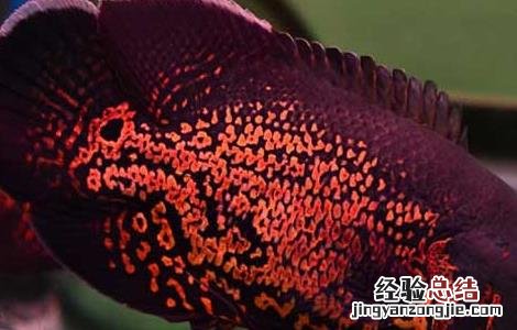 地图鱼怎么养 地图鱼怎么养最佳
