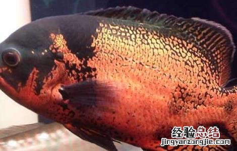地图鱼常见病防治方法 地图鱼常见病及治疗方法