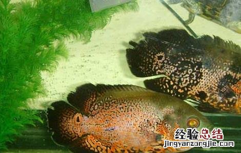 地图鱼常见病防治方法 地图鱼常见病及治疗方法