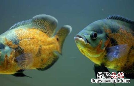 地图鱼常见病防治方法 地图鱼常见病及治疗方法