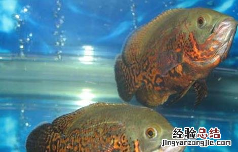 地图鱼常见病防治方法 地图鱼常见病及治疗方法