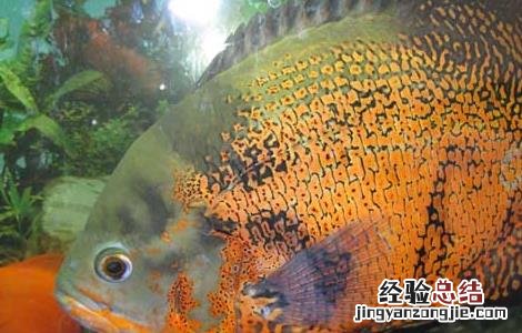 地图鱼常见病防治方法 地图鱼常见病及治疗方法