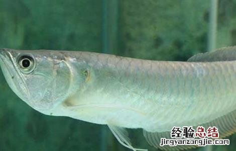 鱼在没水的情况下能活多久 没有水的鱼能活多久