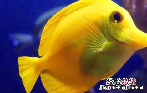 鱼在没水的情况下能活多久 没有水的鱼能活多久