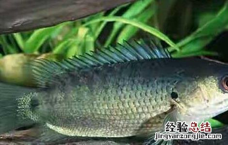鱼在没水的情况下能活多久 没有水的鱼能活多久