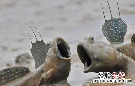 鱼在没水的情况下能活多久 没有水的鱼能活多久