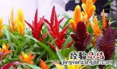 送凤梨的寓意是什么意思 送凤梨的含义是什么意思