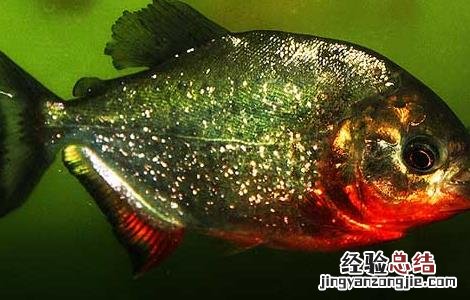 红腹食人鲳怎么养 红腹食人鲳好养吗