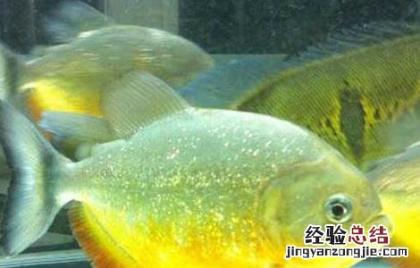 红腹食人鲳怎么养 红腹食人鲳好养吗
