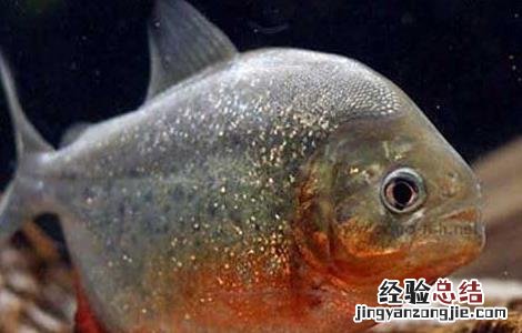 红腹食人鲳怎么养 红腹食人鲳好养吗