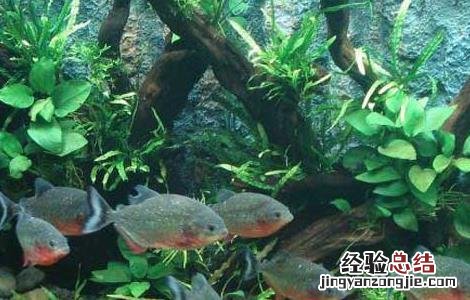 红腹食人鲳怎么养 红腹食人鲳好养吗
