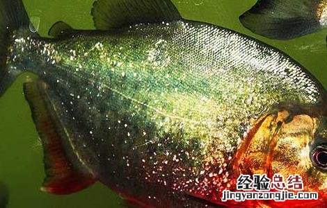 红腹食人鲳怎么养 红腹食人鲳好养吗