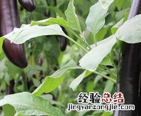 茄子的营养价值与功效 茄子的营养价值与功效与作用
