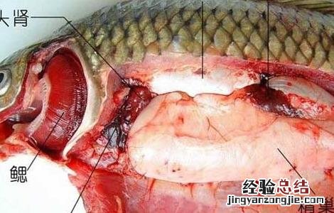 鱼有心脏吗未定事件簿 鱼有心脏吗