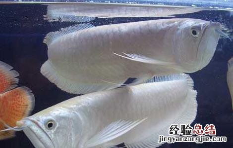 银龙鱼能长多大 七彩银龙鱼能长多大
