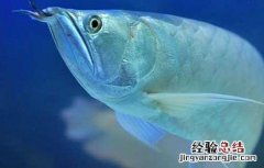 银龙鱼能长多大 七彩银龙鱼能长多大