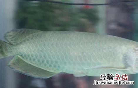 银龙鱼水温多少合适 银龙鱼水温多少合适鹦鹉鱼最适合温度
